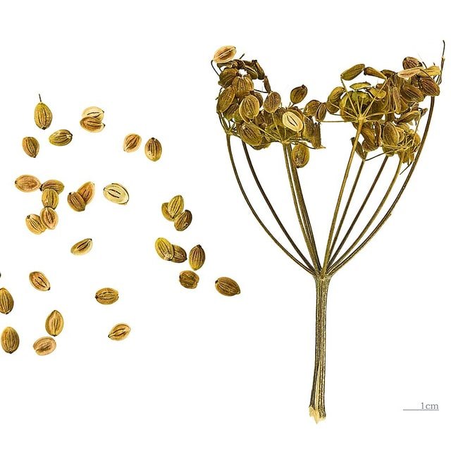 Parsnip Bunch