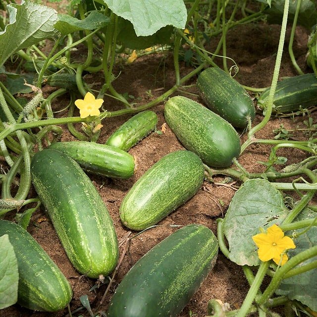 English Cucumber