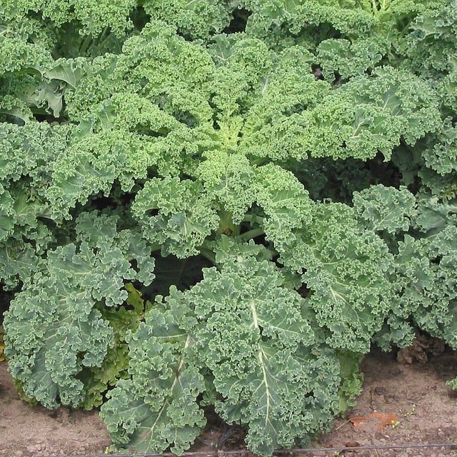 Kale Lacinato
