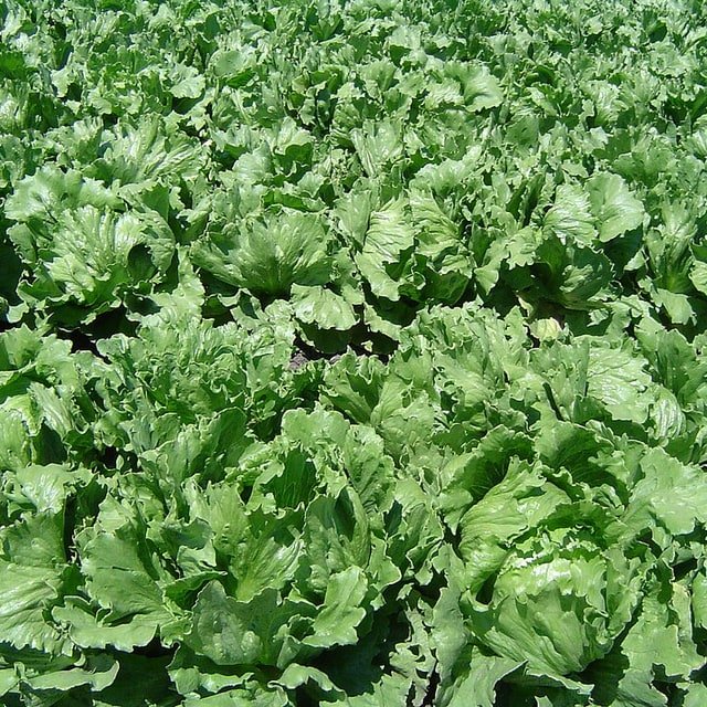 Romaine Lettuce Heart