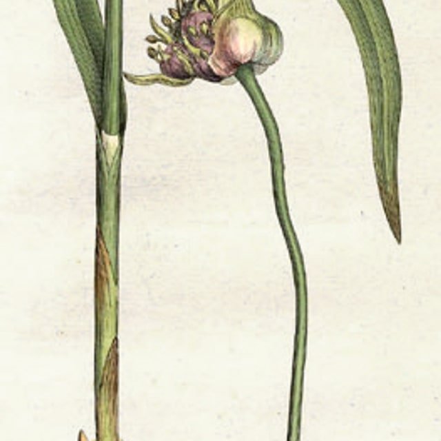 Garlic Bulb Purple