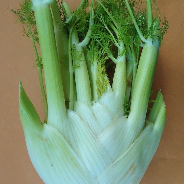 Fennel Bulb