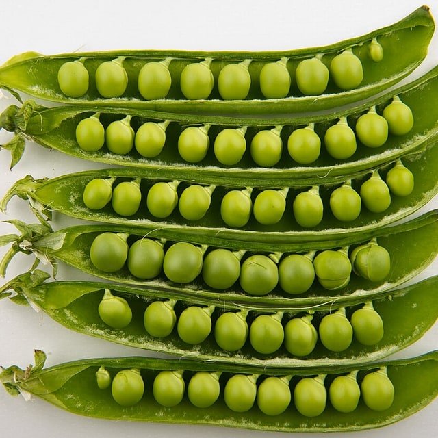 Snow Pea Pod