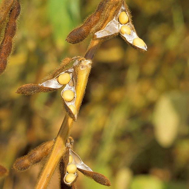 Edamame Soy