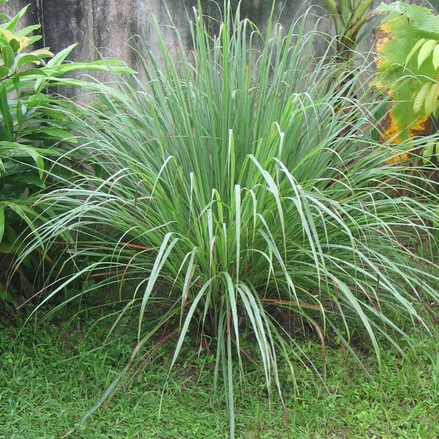 Lemongrass Stalk