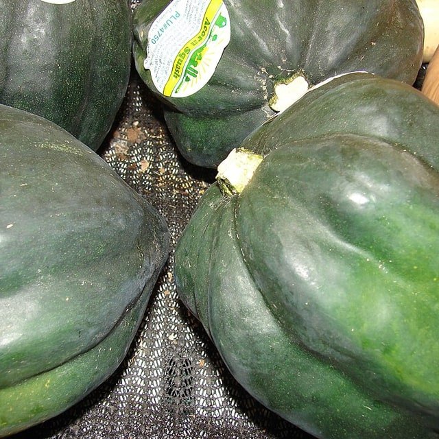 Acorn Squash