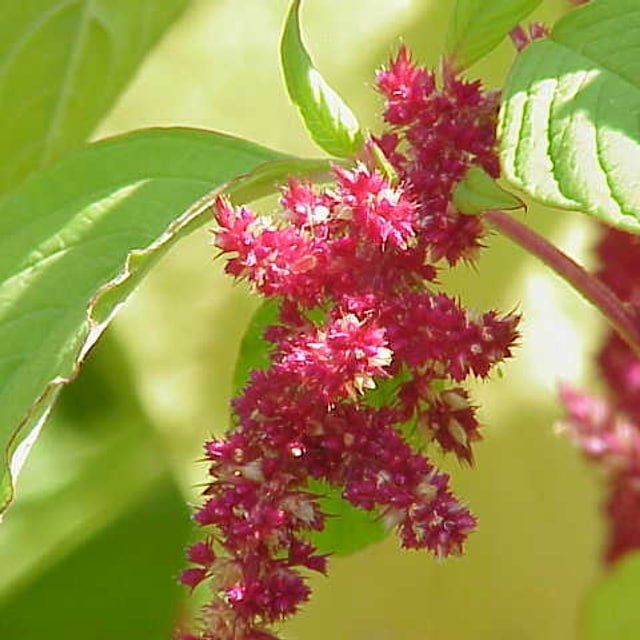 Amaranth Greens