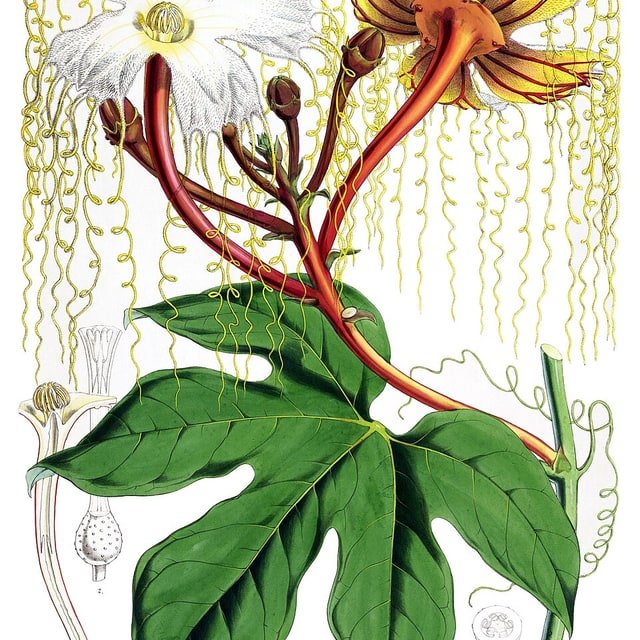 Ivy Gourd